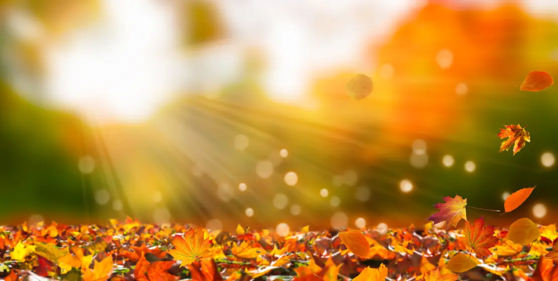 Red, yellow and brown leaves with sun shining through